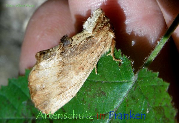 Copyright AiF - Albert Meier Bild zum Eintrag (78739-160)