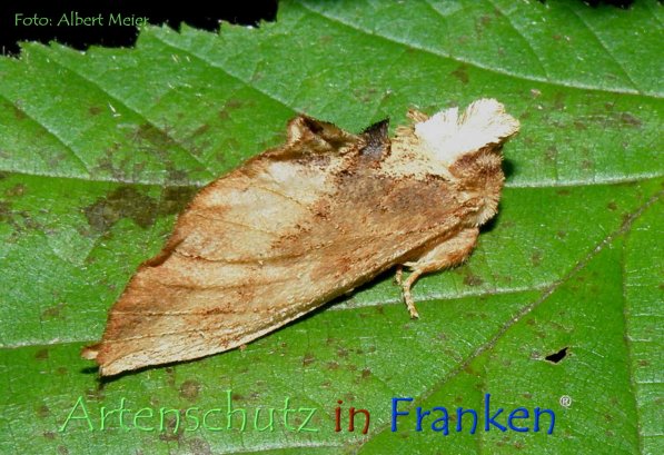 Copyright AiF - Albert Meier Bild zum Eintrag (78740-160)