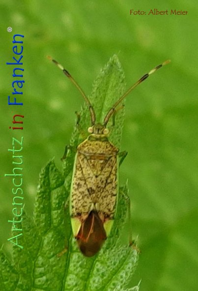 Copyright AiF - Albert Meier Bild zum Eintrag (78742-160)