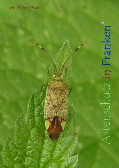 Copyright AiF - Albert Meier Bild zum Eintrag (78743-160)