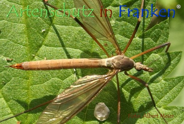 Copyright AiF - Albert Meier Bild zum Eintrag (78747-160)