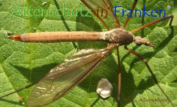 Copyright AiF - Albert Meier Bild zum Eintrag (78748-160)
