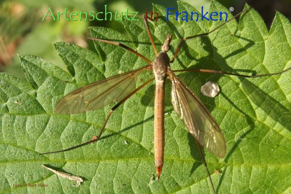 Copyright AiF - Albert Meier Bild zum Eintrag (78750-160)