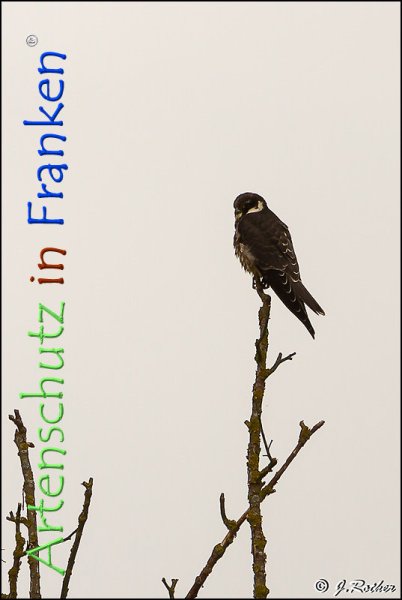 Copyright AiF Johannes Rother Bild zum Eintrag (78762-160)