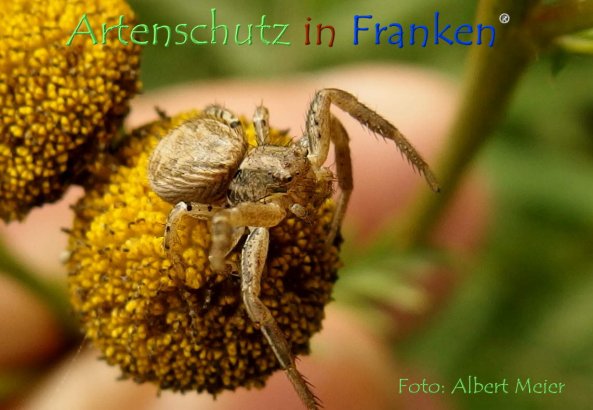 Copyright AiF - Albert Meier Bild zum Eintrag (78894-160)