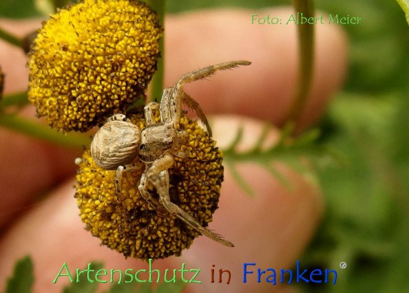 Copyright AiF - Albert Meier Bild zum Eintrag (78897-160)