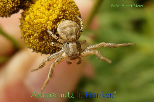 Copyright AiF - Albert Meier Bild zum Eintrag (78898-160)
