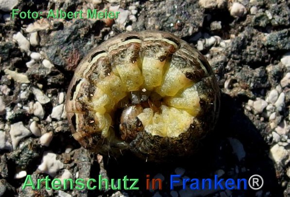 Copyright AiF - Albert Meier Bild zum Eintrag (79490-160)
