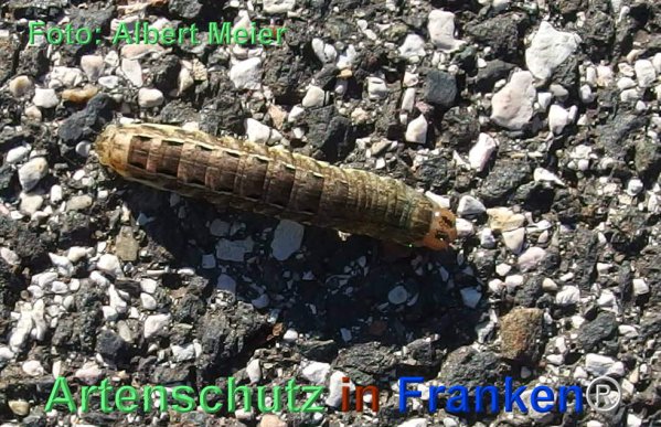 Copyright AiF - Albert Meier Bild zum Eintrag (79491-160)