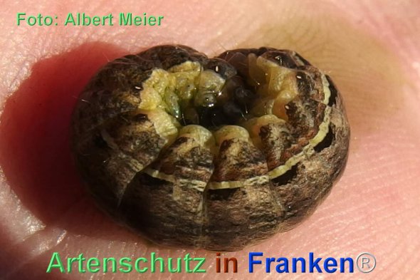 Copyright AiF - Albert Meier Bild zum Eintrag (79492-160)