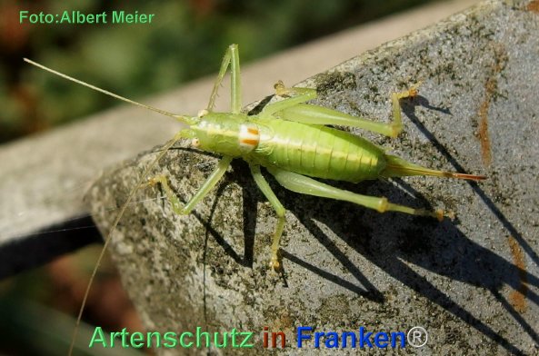 Copyright AiF - Albert Meier Bild zum Eintrag (79513-160)