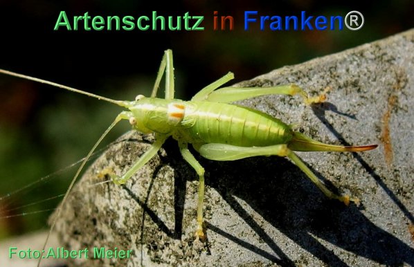 Copyright AiF - Albert Meier Bild zum Eintrag (79514-160)