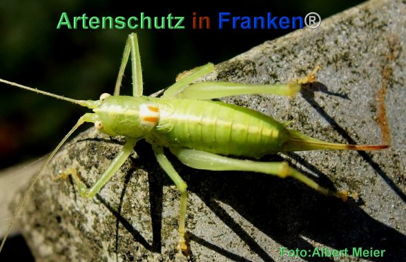 Copyright AiF - Albert Meier Bild zum Eintrag (79516-160)