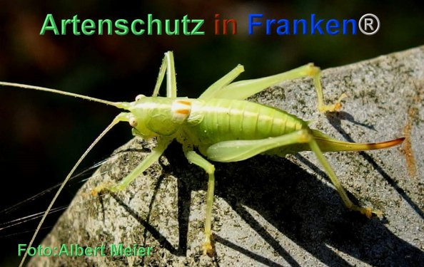 Copyright AiF - Albert Meier Bild zum Eintrag (79517-160)