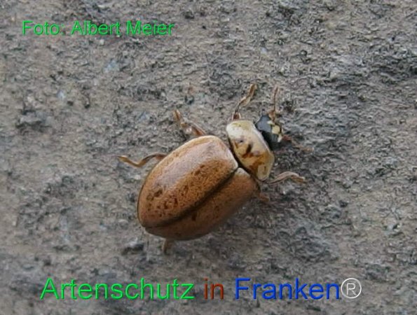 Copyright AiF - Albert Meier Bild zum Eintrag (79584-160)