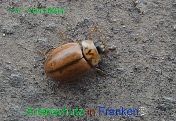 Copyright AiF - Albert Meier Bild zum Eintrag (79585-160)