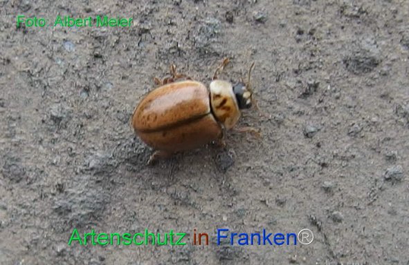 Copyright AiF - Albert Meier Bild zum Eintrag (79586-160)