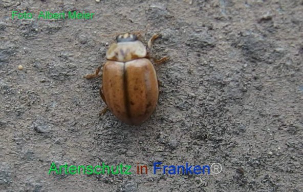 Copyright AiF - Albert Meier Bild zum Eintrag (79587-160)