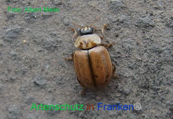 Copyright AiF - Albert Meier Bild zum Eintrag (79588-160)