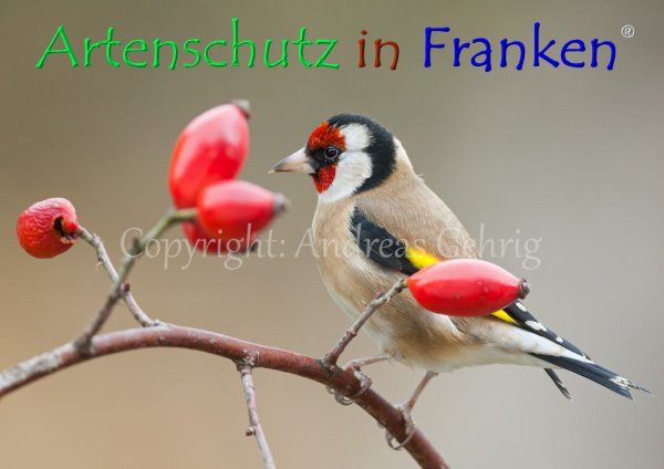 Copyright AiF Andreas Gehrig Bild zum Eintrag (79702-160)