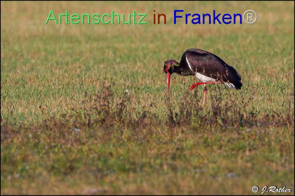 Copyright AiF Johannes Rother Bild zum Eintrag (79811-160)