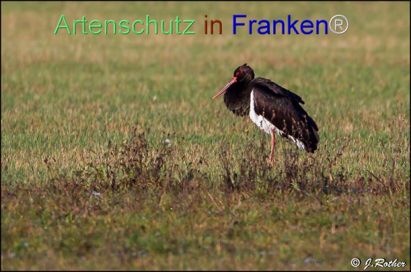 Copyright AiF Johannes Rother Bild zum Eintrag (79812-160)