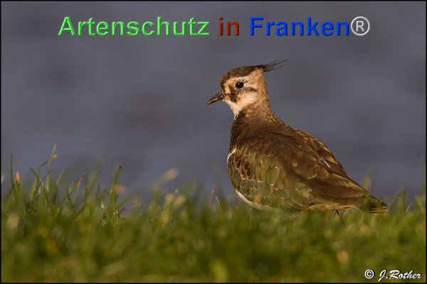 Copyright AiF Johannes Rother Bild zum Eintrag (79867-160)