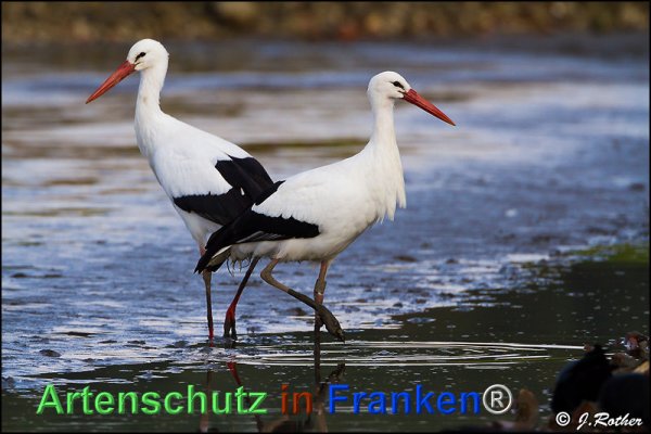Bild zum Eintrag (79869-160)