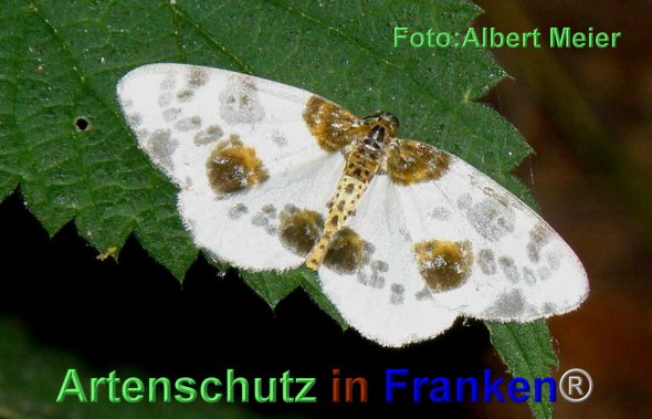 Copyright AiF - Albert Meier Bild zum Eintrag (79946-160)