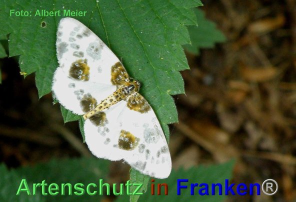 Copyright AiF - Albert Meier Bild zum Eintrag (79947-160)