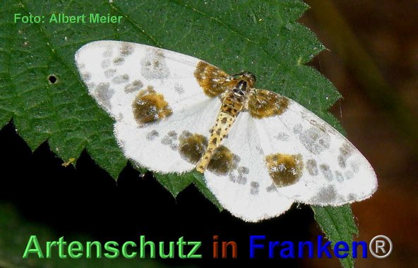 Copyright AiF - Albert Meier Bild zum Eintrag (79948-160)