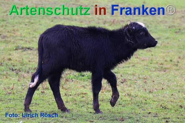 Copyright AiF Ulrich Rösch Bild zum Eintrag (80162-160)