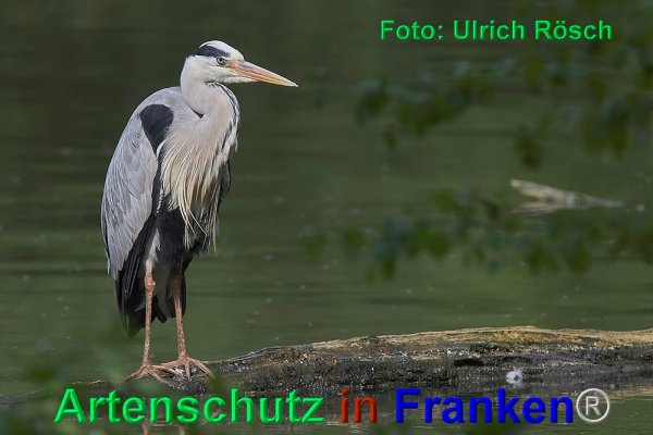 Bild zum Eintrag (80406-160)