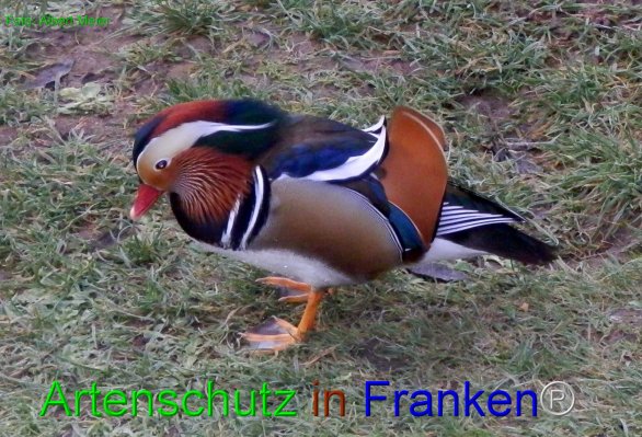 Copyright AiF - Albert Meier Bild zum Eintrag (80529-160)