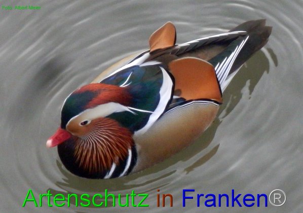 Copyright AiF - Albert Meier Bild zum Eintrag (80530-160)