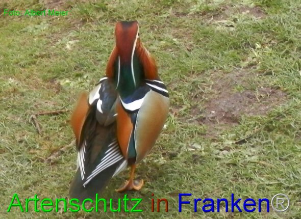 Copyright AiF - Albert Meier Bild zum Eintrag (80531-160)