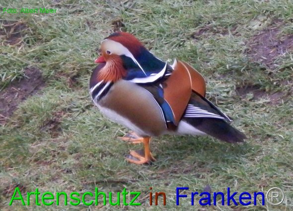 Copyright AiF - Albert Meier Bild zum Eintrag (80532-160)