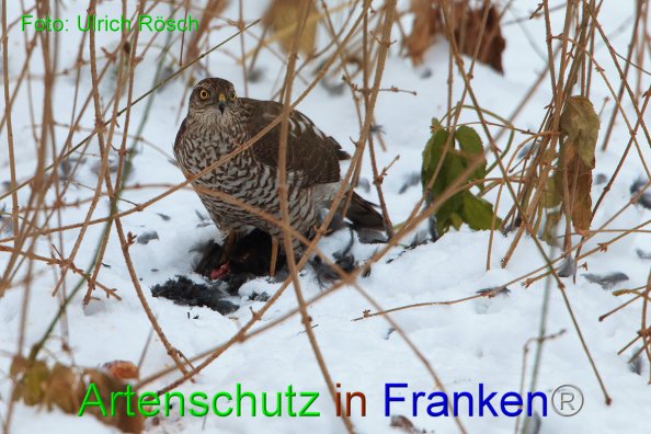 Copyright AiF Ulrich Rösch Bild zum Eintrag (80558-160)