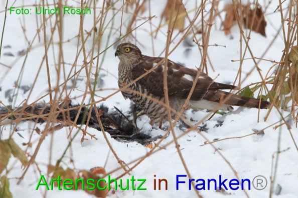 Copyright AiF Ulrich Rösch Bild zum Eintrag (80559-160)
