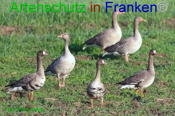 Copyright AiF Ulrich Rösch Bild zum Eintrag (80564-160)