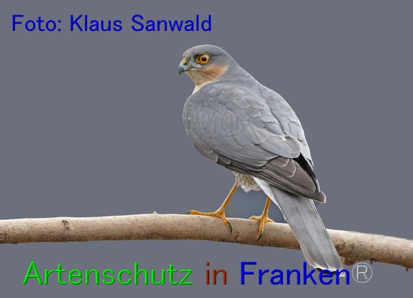 Copyright AiF - Klaus Sanwald Bild zum Eintrag (80668-160)