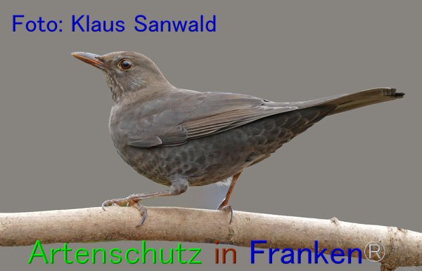 Copyright AiF Klaus Sanwald Bild zum Eintrag (80670-160)