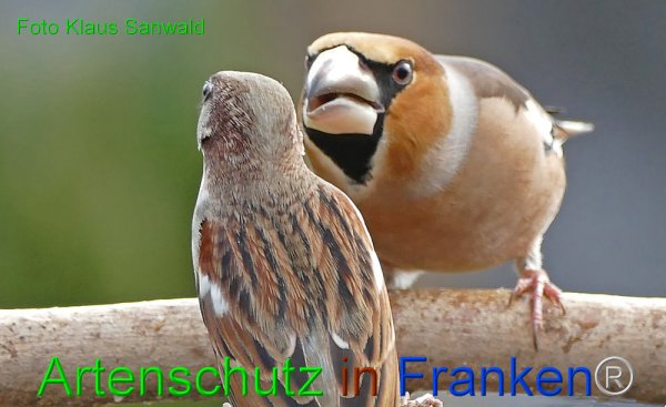 Copyright AiF - Klaus Sanwald Bild zum Eintrag (80696-160)