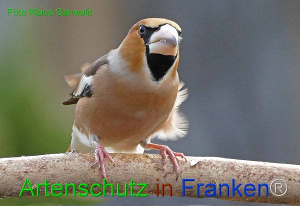 Copyright AiF - Klaus Sanwald Bild zum Eintrag (80697-160)