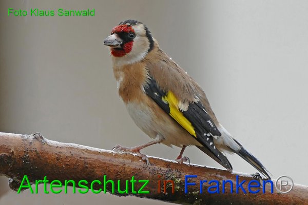 Copyright AiF - Klaus Sanwald Bild zum Eintrag (80699-160)