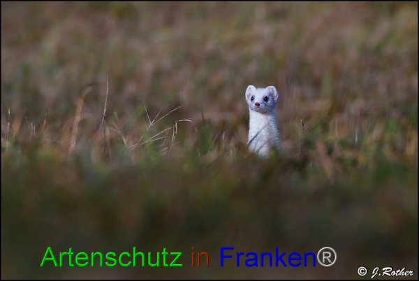 Copyright AiF Johannes Rother Bild zum Eintrag (80777-160)