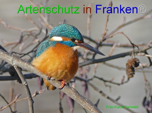 Copyright AiF - Klaus Sanwald Bild zum Eintrag (80794-160)