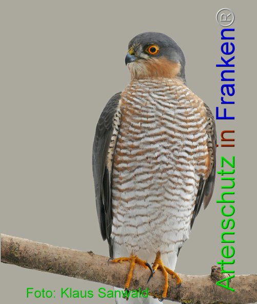 Copyright AiF - Klaus Sanwald Bild zum Eintrag (80814-160)