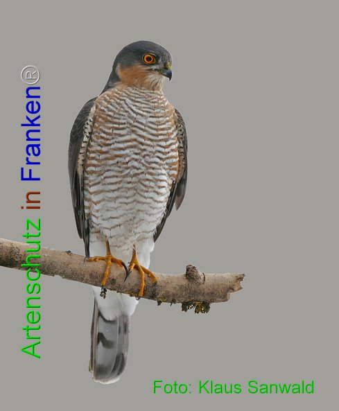 Copyright AiF Klaus Sanwald Bild zum Eintrag (80815-160)