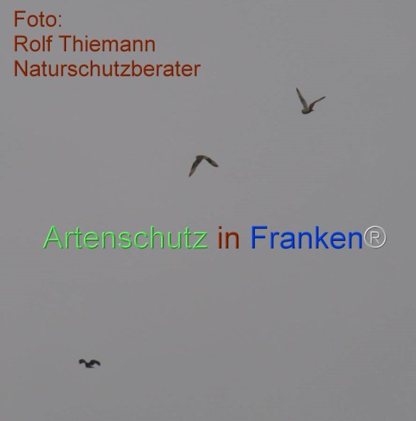 Copyright AiF-Rolf Thiemann Bild zum Eintrag (81094-160)